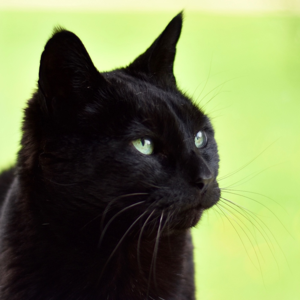 Meet your Posher, Holly